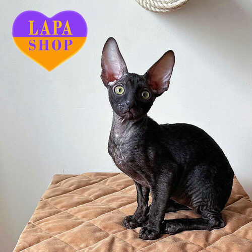 Foggy Forest is an Elegant Cornish Rex Kitten