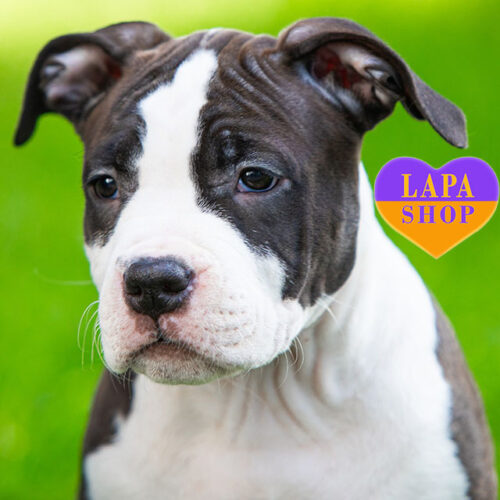 Черно-белая девочка породы амстаф Daiquiri Strawberry