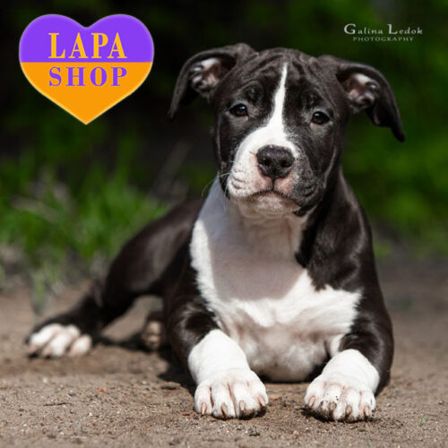 Девочка породы амстаф Dalida SingSing черно-белой окраски