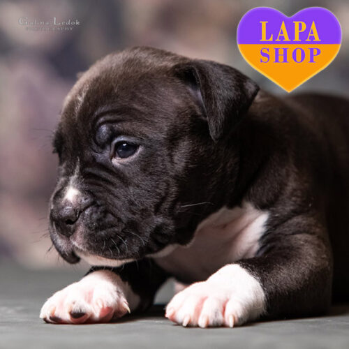 Dark Star — Black and White American Staffordshire Terrier Boy