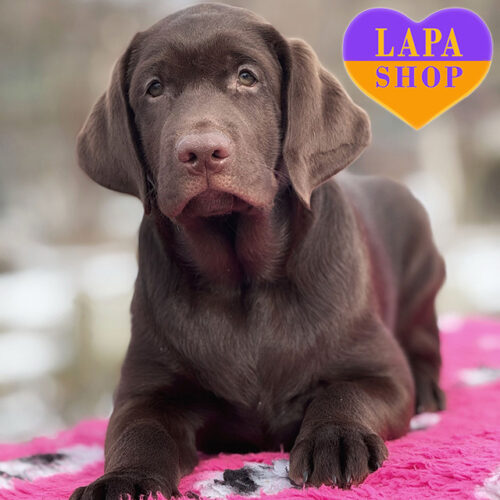 Dash Hunter — Chocolate-Colored Boy of the Labrador Retriever Breed