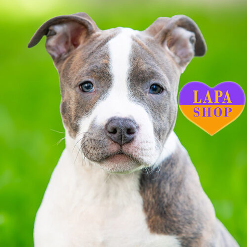 Diamond Tiara — красавица породы амстаф ждет свою семью