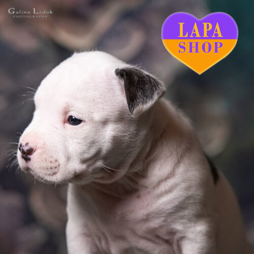 Diesel Jeans — Handsome Boy American Staffordshire Terrier