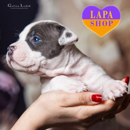 Double Luck — Blue and White American Staffordshire Terrier Boy