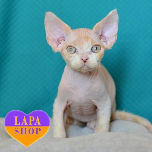 Kessie — чарівне кошеня породи девон-рекс ніжного забарвлення