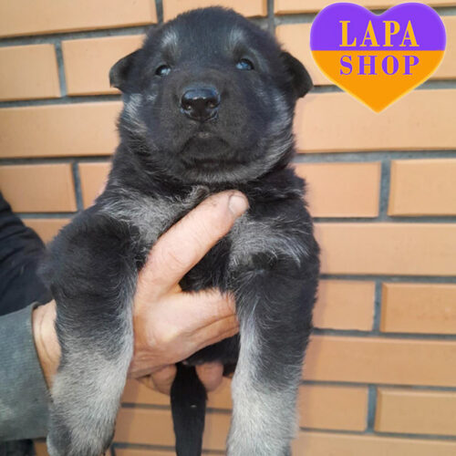 Чудовий хлопчик породи східноєвропейська вівчарка