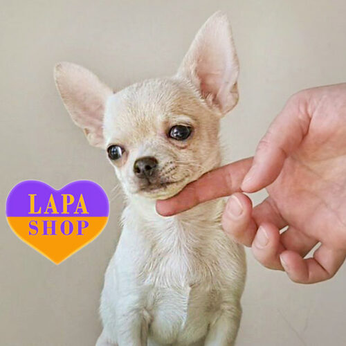 Cute Smooth-Coated Boy of Chihuahua Breed Edison Brigh