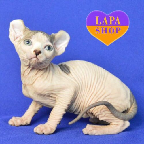 Matilda — грациозная кошечка уникальной породы эльф