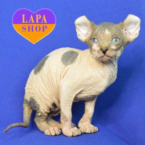 Очаровательная кошечка породы эльф с необычным окрасом черепаховый калико Melinda