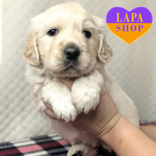 Eniks Yasnyj Sokol — милий хлопчик золотистий ретривер чекає на родину