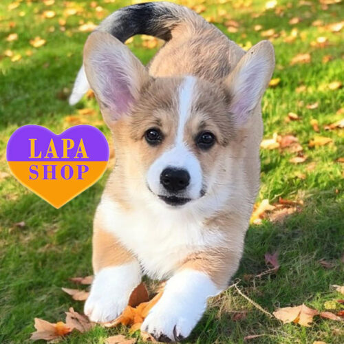 Ester — Red-White Lady of Welsh Corgi Pembroke Breed