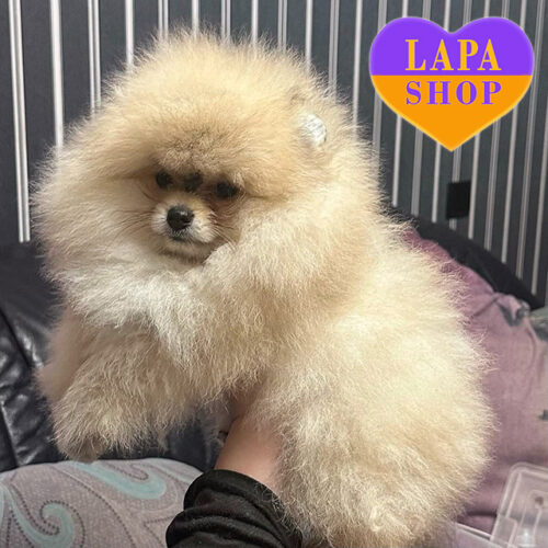 Etty — Charming Boy of Pomeranian Spitz Breed