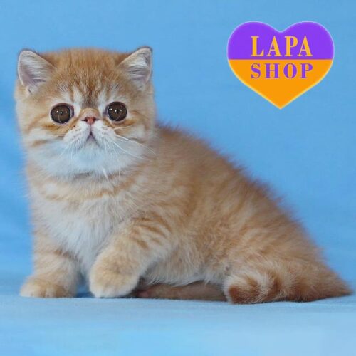 Cute Exotic Kitten in a Spotted Red Fur Coat Confucius