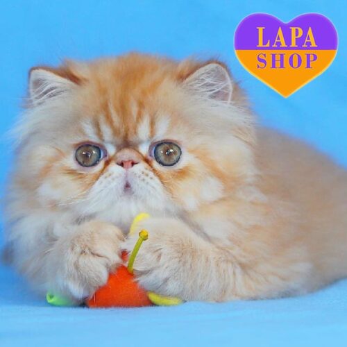 Charming Exotic Longhair in a Bright Marble Red Fur Coat Cotofei — He is Your Future Favorite