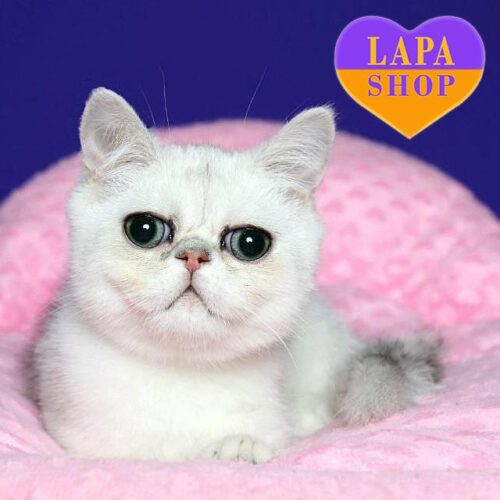 Cute Exotic Kitten in a Plush Fur Coat and With Gorgeous Eyes Vermyt