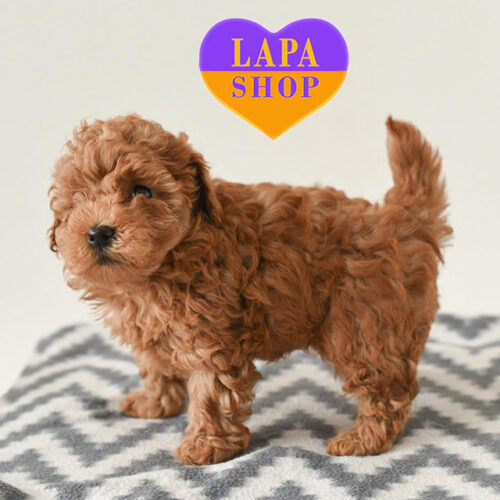 Грационная девочка Felicita породы той пудель