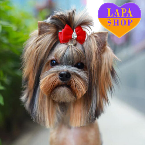 Ferrari Drive – милая девочка породы йоркширский терьер