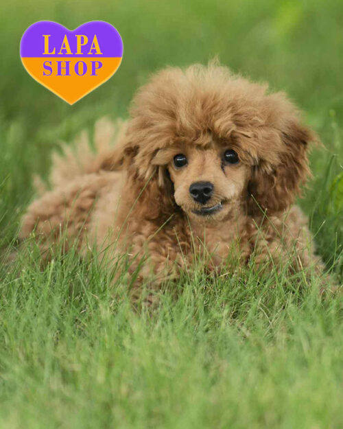 ред браун той пудель