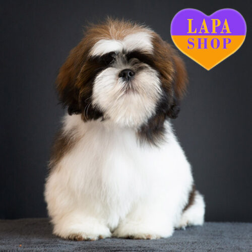 Очаровательный мальчик породы ши-тцу Ford