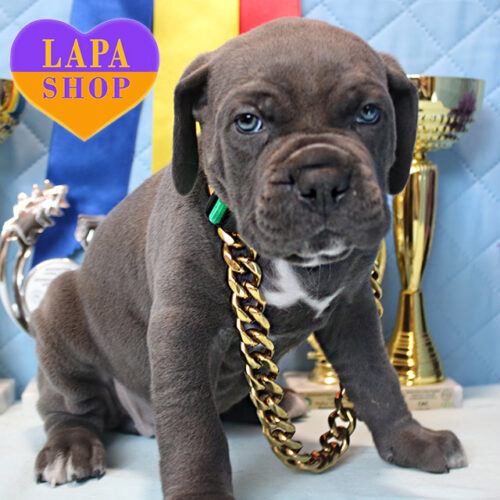 Charming Beauty Girl of Cane Corso in Gray Coat Fortaleza De Khotyn