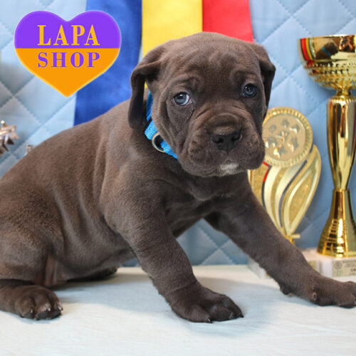 Gray Girl of Cane Corso Fortezza Ucraina