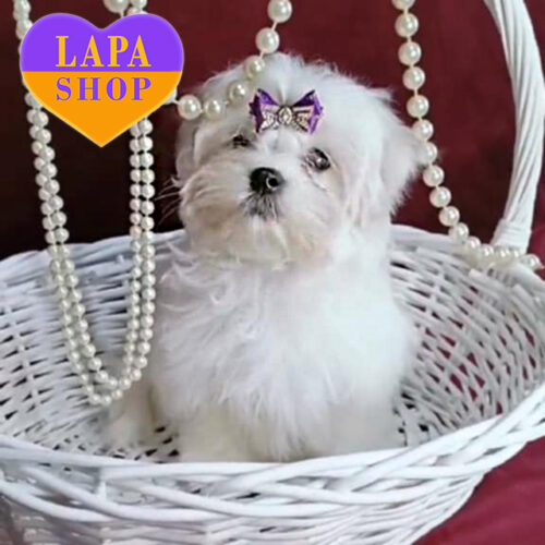 Fortunata — Snow-White Beauty Maltese