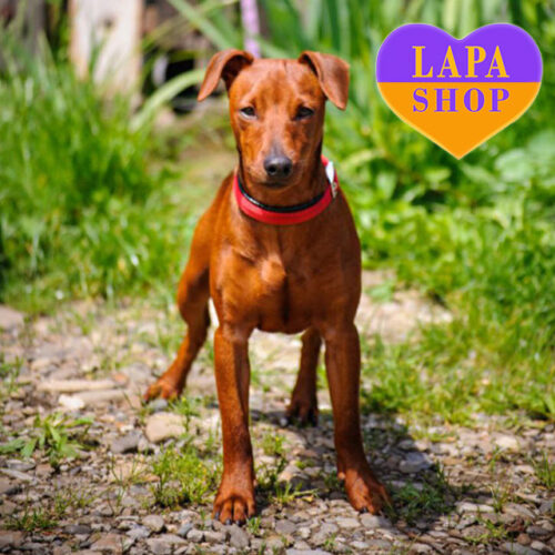 Handsome Red Fox of Miniature Pinscher Breed