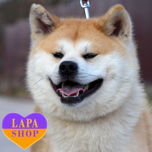 Cute Akita Inu Girl Fujina