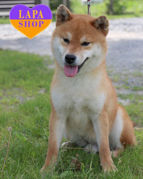 шиба-іну рудого забарвлення