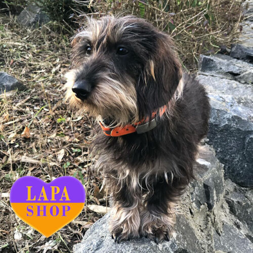 Gabbi — Charming Girl of Wirehaired Dachshund Breed