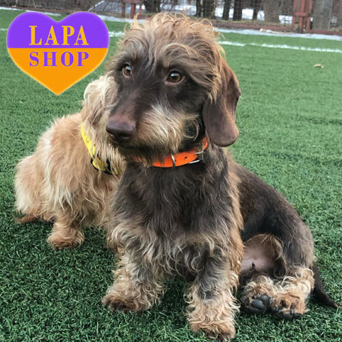 Gaius Julius Caesar — Handsome Boy of Wirehaired Dachshund Breed