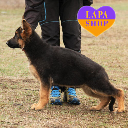 A Cute Handsome Boy German Shepherd Standard