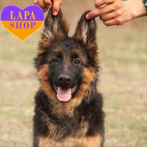 Beautiful Girl of Standard German Shepherd Breed