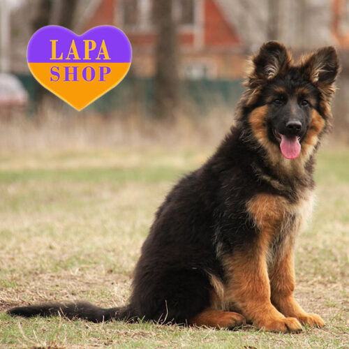 Грационная леди породы немецкая овчарка длинношерстная