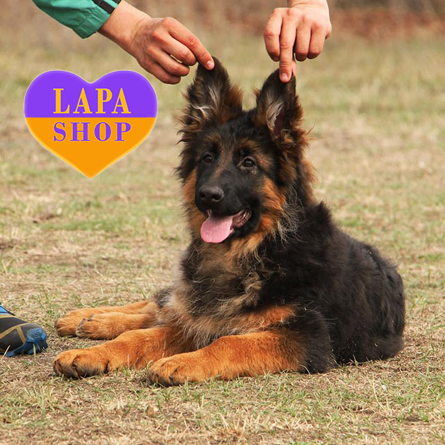 German-Shepherd-04