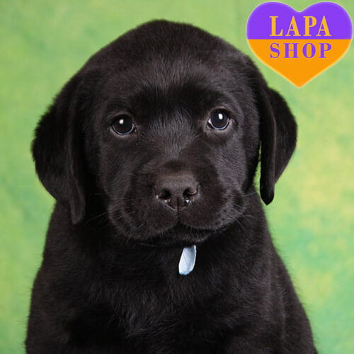 Good Boy Superstars — Black Labrador Retriever Boy