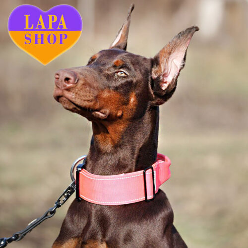 Grozi — Elegant Lady of Doberman Breed with Brown Coat