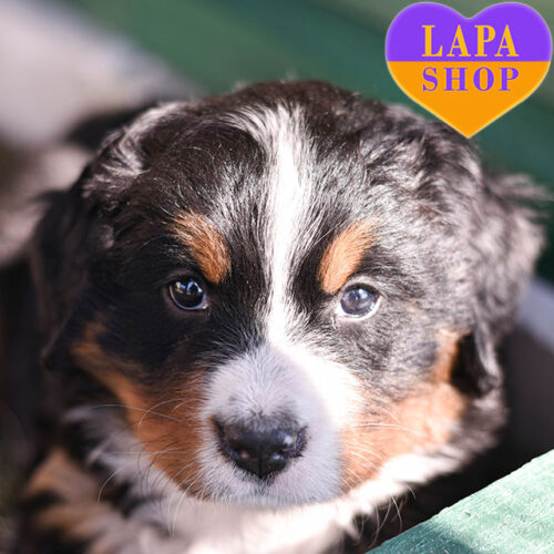 Helia Soleil – нежная девочка породы бернский зенненхунд