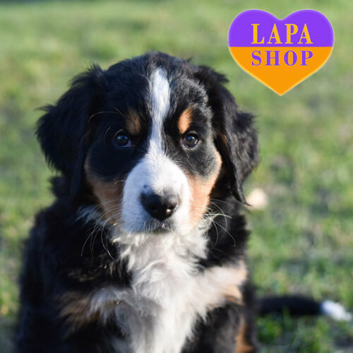 Любознательная девочка породы бернский зенненхунд Holchi Viento триколорной окраски