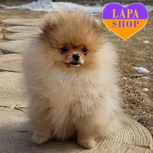 Айс – милая девочка породы померанский шпиц