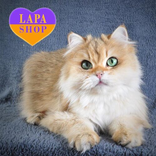 Довгошерста британська кішечка в золотій шубці Ксена — ваша майбутня улюблениця