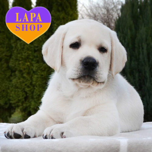 Замечательный песик породы лабрадор-ретривер