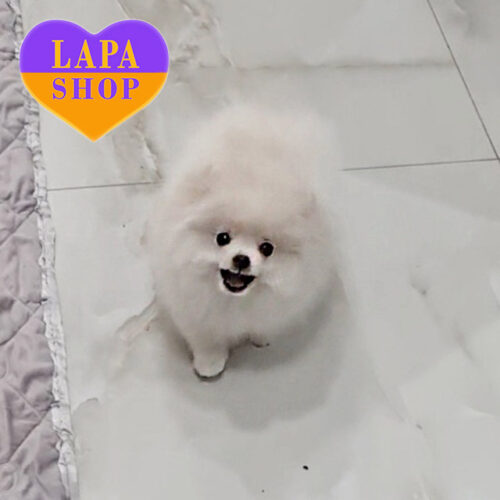 Lady — Sweet Girl of Pomeranian Spitz Breed with White Color