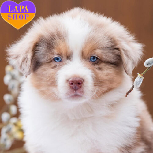 Латте – мальчик породы миниатюрная американская овчарка