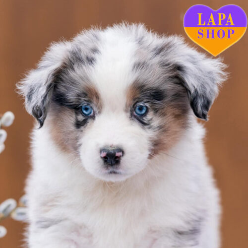 Милая девочка породы миниатюрная американская овчарка Лаванда