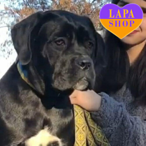 Lavina — чарівна красуня породи кане корсо чорного забарвлення