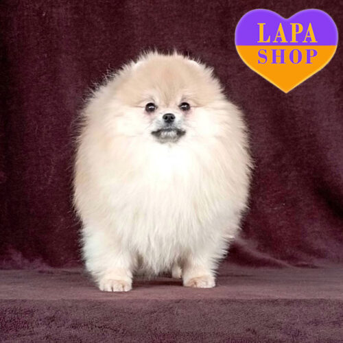 Красавица породы померанский шпиц Лайла кремовой окраски