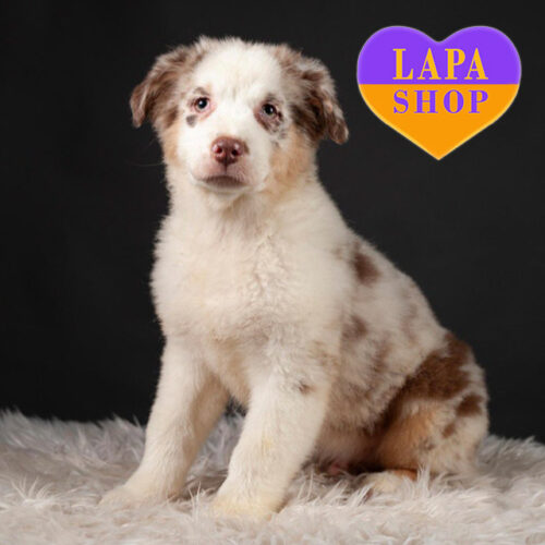 Лексус – милый джентельмен породы австралийская овчарка