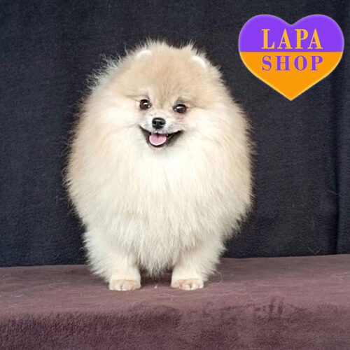 Лилиан – маленькая красавица породы померанский шпиц