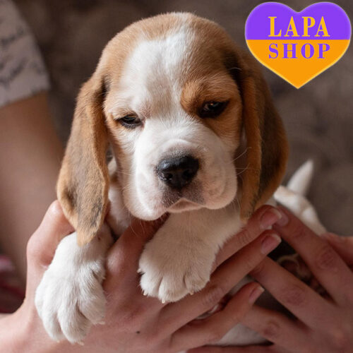 Lol — Incredibly Charming Girl of Beagle Breed